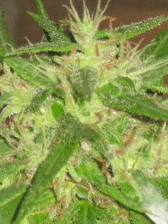 10749Electric_skunk_f3_4_1.JPG