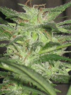 10749Electric_skunk_f3_5_.JPG