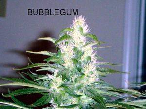 110844_days_flower_BUBBLEGUM_004-thumb.JPG