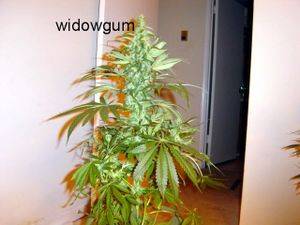 110844_days_flower_WIDOWGUM_001-thumb.JPG