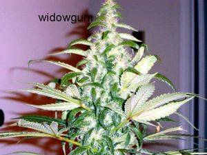 110844_days_flower_WIDOWGUM_002-thumb.JPG