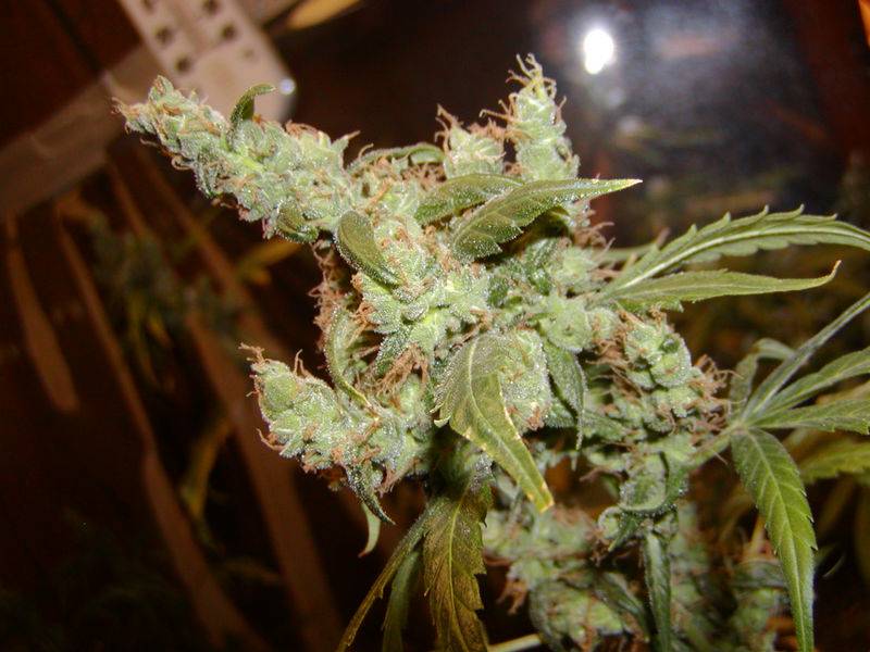 11377afghan_x_haze_13.JPG