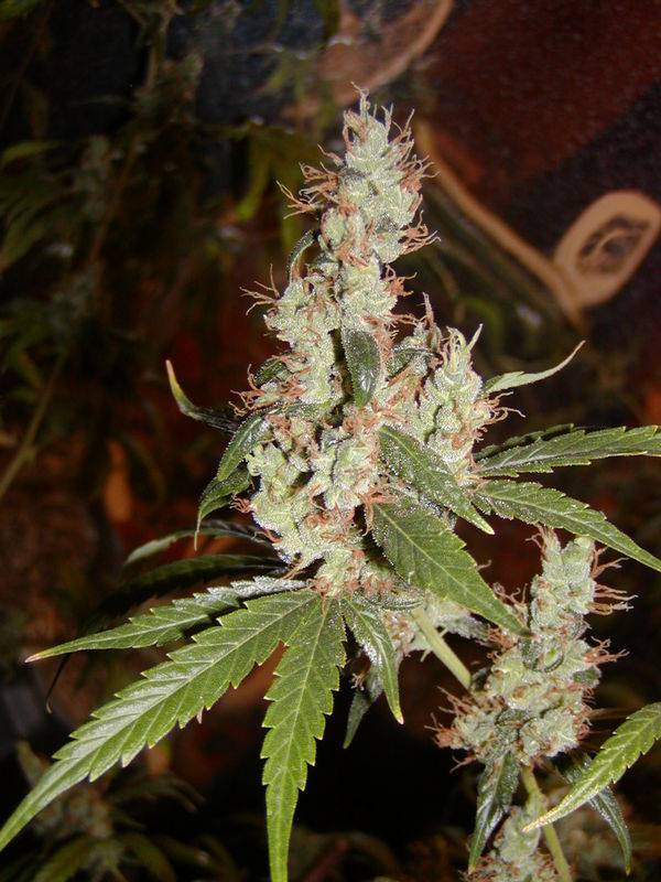 11377afghan_x_haze_15.JPG