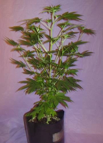 11783plant-3a.jpg