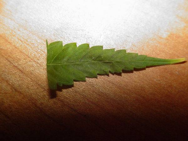 11999leaf_002-med.jpg