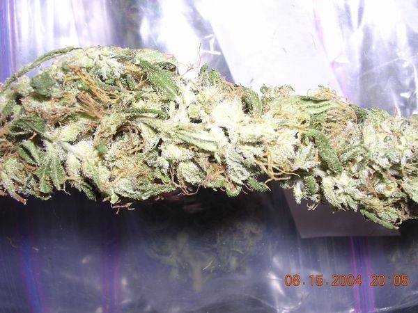 1213HAZE_-med.jpg