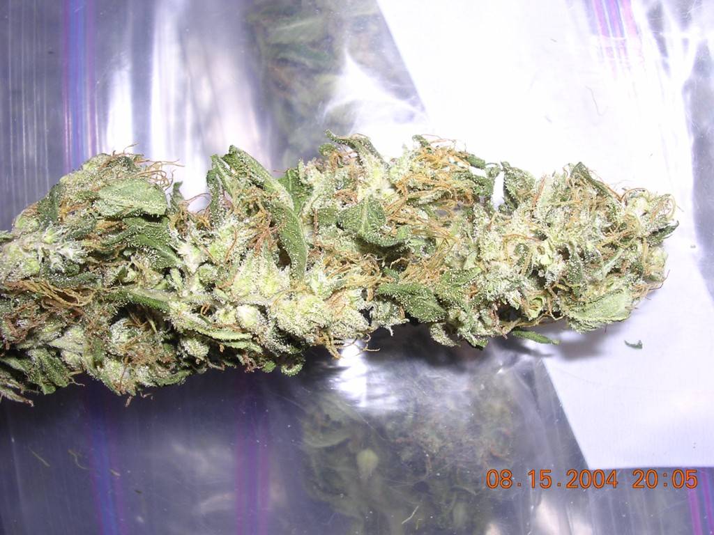 1213nice_haze_colon-med.jpg