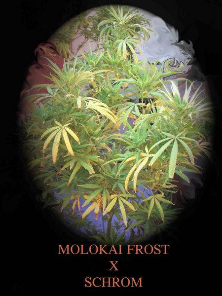 12624molokai_frosts_copy-med.jpg