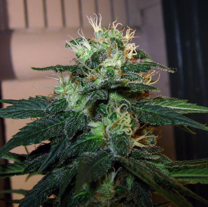 128046-10-08_Red_Diesel_1_Bud.jpg