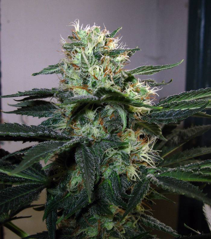 128046-10-08_Red_Diesel_2_Bud.jpg