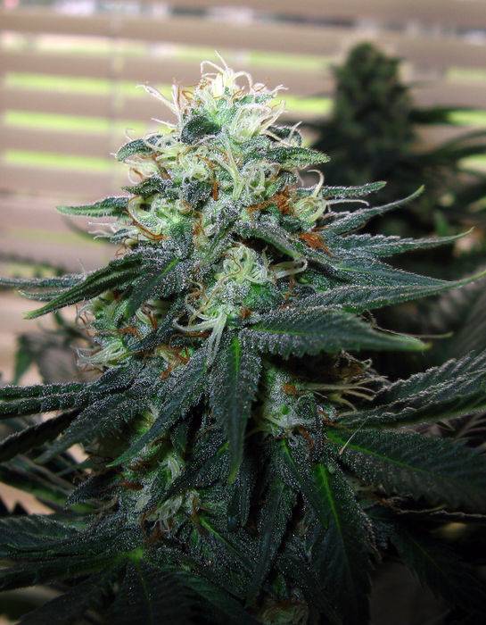 128046-10-08_Red_Diesel_3_Bud.jpg