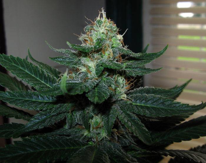 128046-10-08_Red_Diesel_4_Bud.jpg