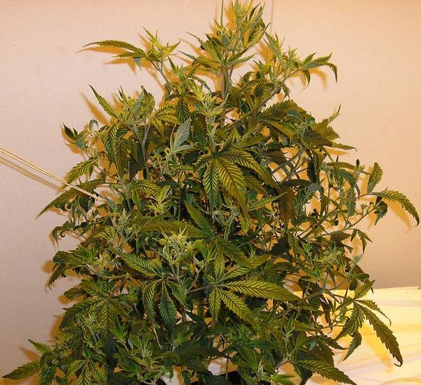 12898plant1-med.jpg