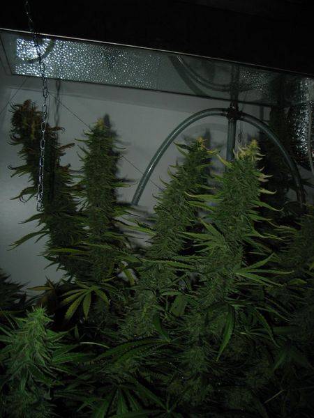 133fday42-budz-med.JPG