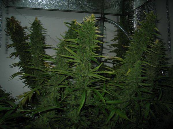 133fday42-budzs-med.JPG