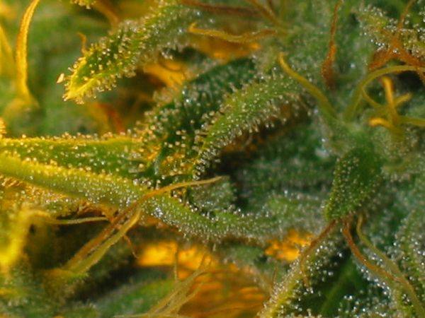 133fday44-trichomess-med.jpg