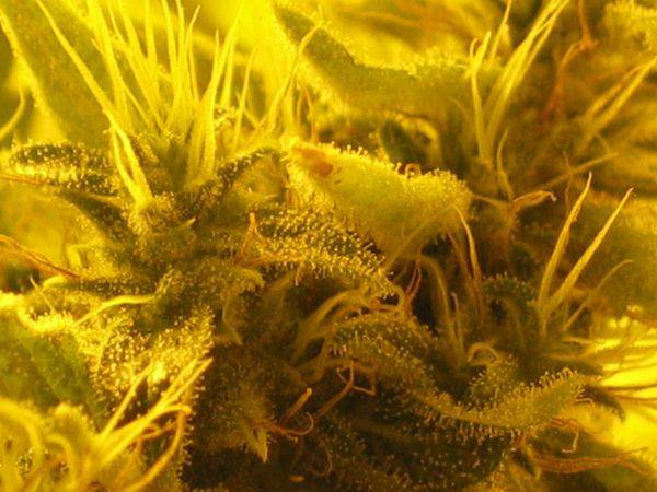 133fday51-trichomez_2-med.jpg