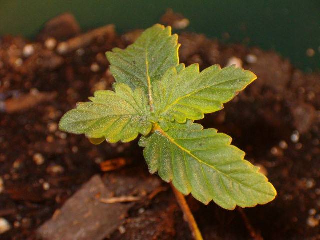 13508plant1_2.JPG