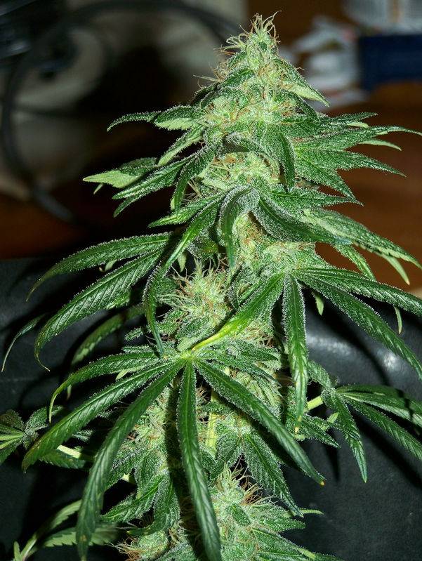 1483Hindu_Kush_x_Blackberry_Widow41.jpg