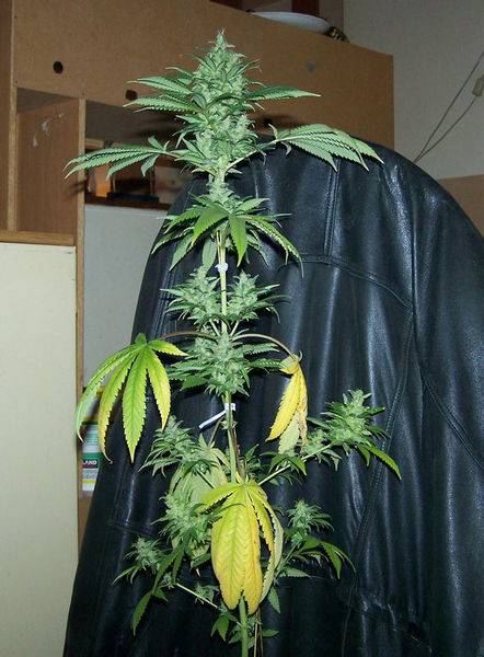 1483Super-G132-med.jpg