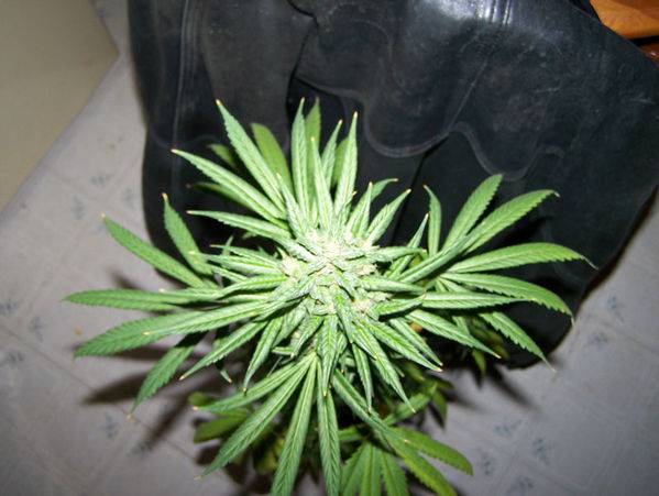 1483Super-G134-med.jpg