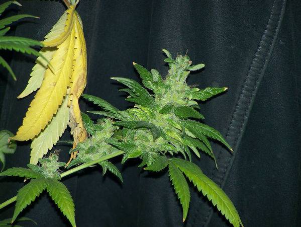 1483Super-G137-med.jpg