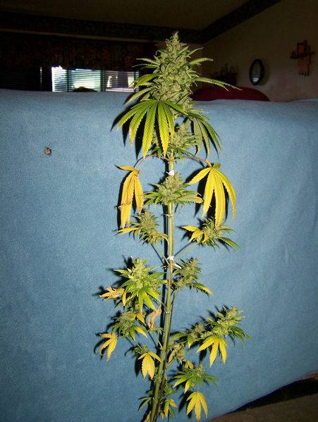 1483Super-G139-med.jpg