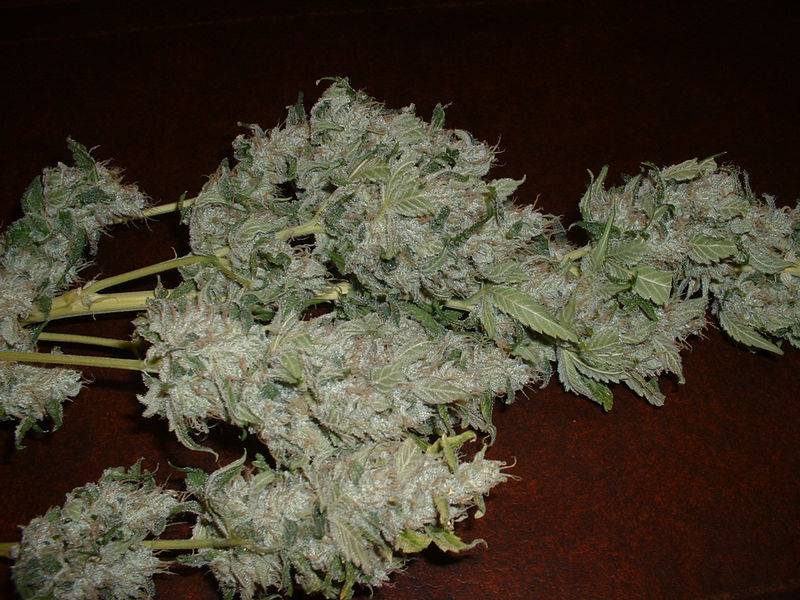 14879chemhaze_bud_shots_005.jpg