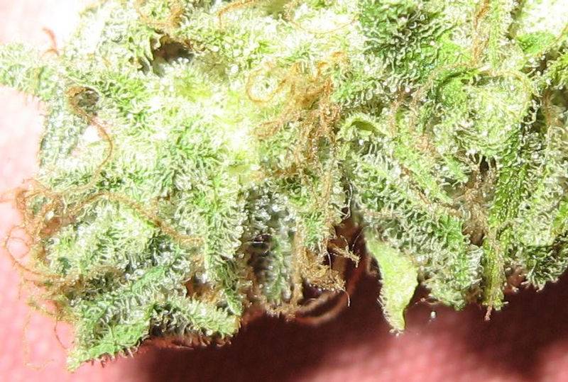 15012blockberry_close_up_nug.JPG