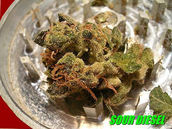 150908SourDieselBud-00001.JPG