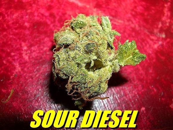 150908SourDieselBud-02.JPG