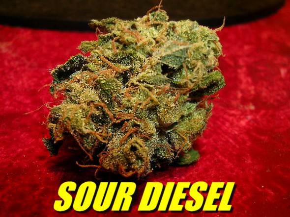 150908SourDieselBud-03.JPG