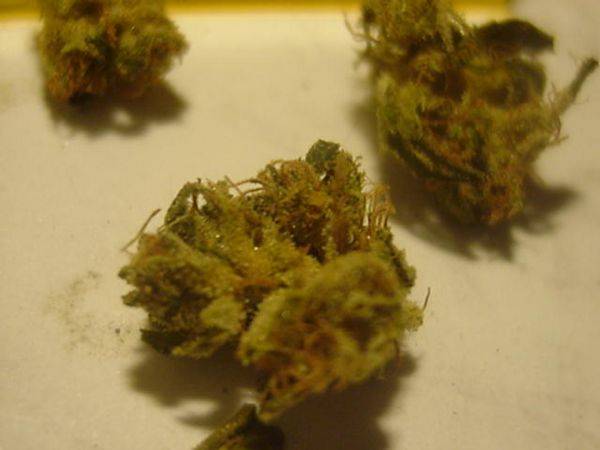 1541green_haze_1-med.JPG