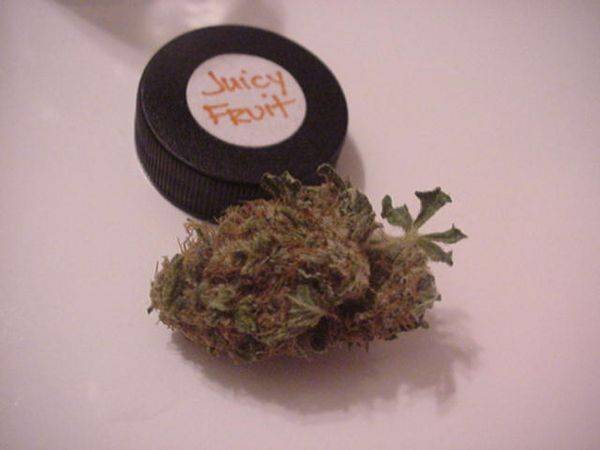 1541juicy_fruit-med.JPG