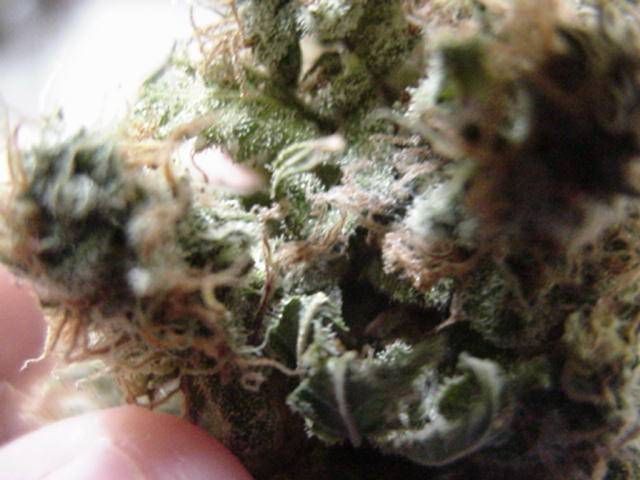 1541nl5_haze_closeup-med.JPG