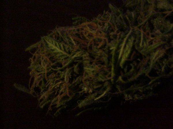 1541nl5_x_big_bud_2-med.JPG