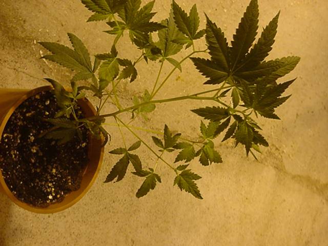 1541nl5_x_haze_baby_clone_820-med.JPG