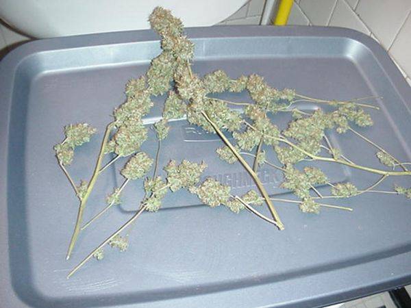 1541nl5haze_harvest-med.JPG