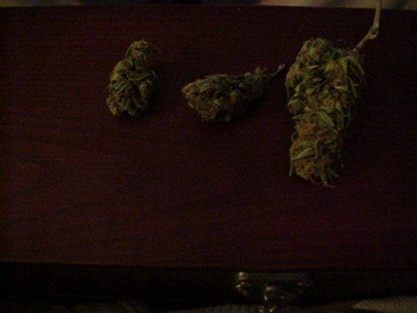 1541nl_x_big_bud-med.JPG