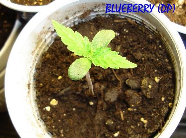 15442Blueberry_1-med.JPG