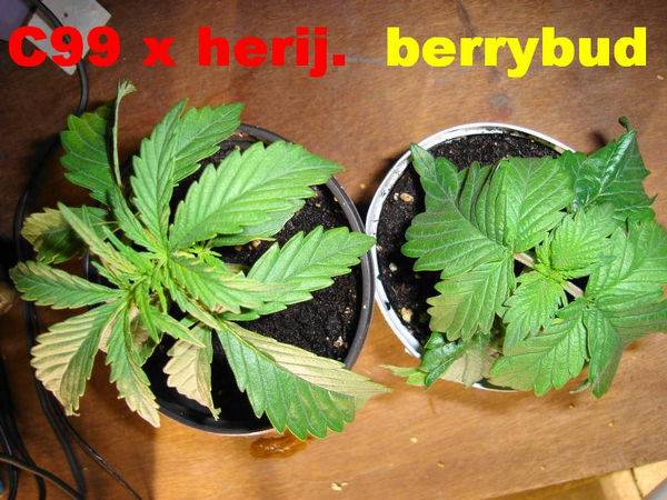 15442C99xHeri_vs_Berrybud-med.jpg