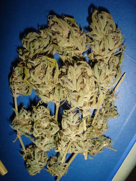 15442G-Bolt_untrimmed_buds-med.JPG