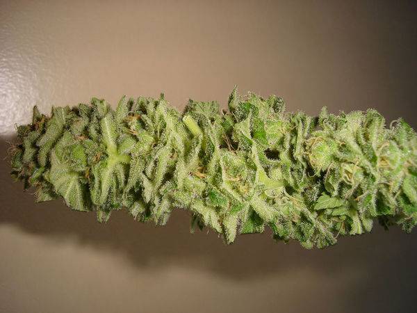 15442LUI_fresh_bud-med.JPG