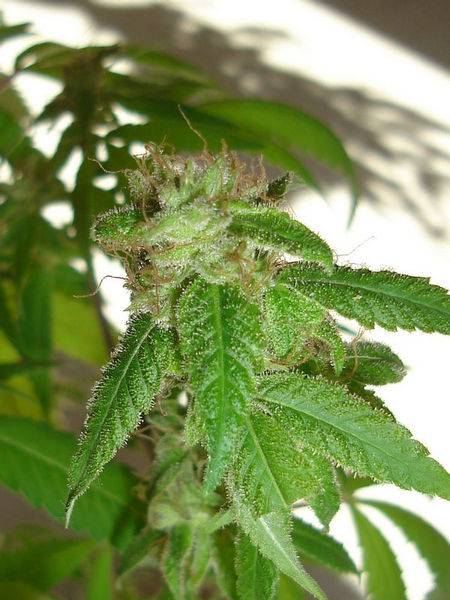 15442OGK_x_Blusat_2_2_out-GH_grow-med.JPG