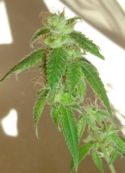 15442OG_Kush_x_BlueSatelite_2_2_greenhouse_grow-med.JPG