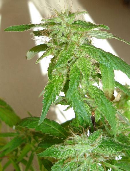 15442OG_Kush_x_BlueSatelite_2_2_greenhouse_grow_-med.JPG