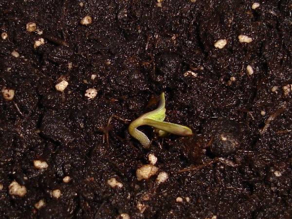 15442blueberry_seedling-med.JPG