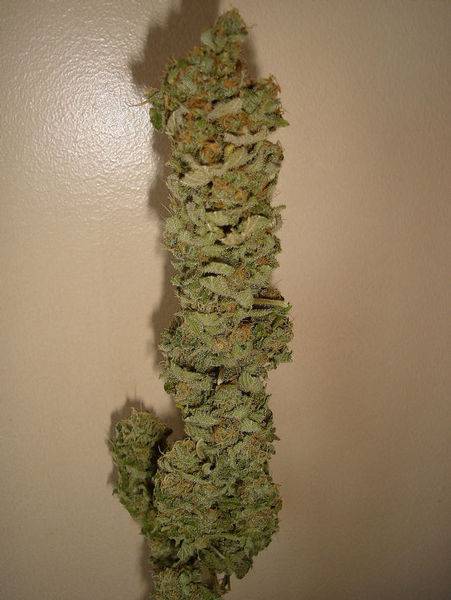 15442legends_ultimate_indica_dried-med.JPG