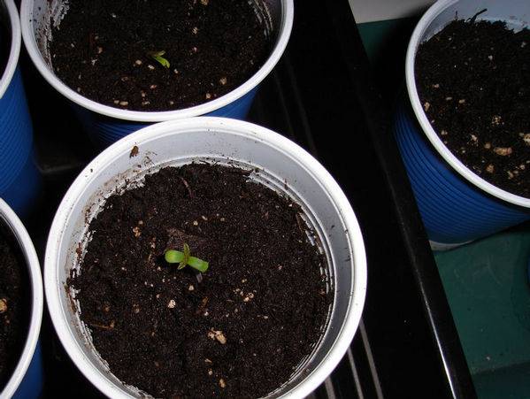 15442med-grow_seedlings_6-med.JPG