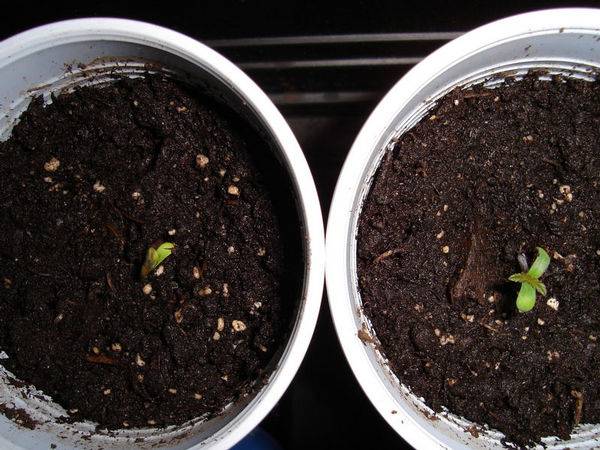 15442med-grow_seedlings_6_-med.JPG